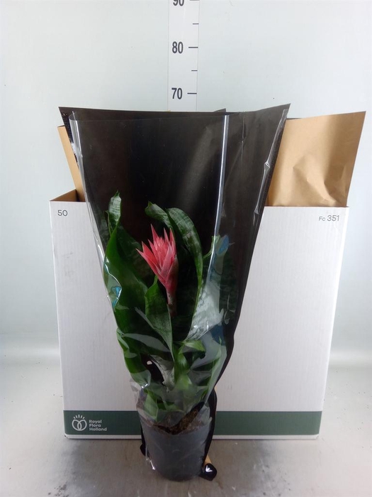 Aechmea fasciata 'Primera'