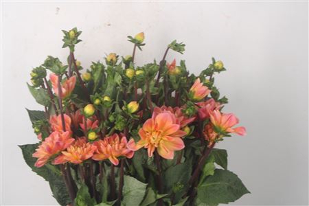 <h4>Dahl Dec Mr Frans</h4>
