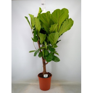 Ficus lyrata