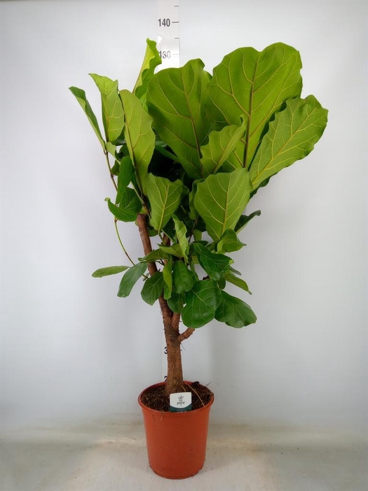 <h4>Ficus lyrata</h4>