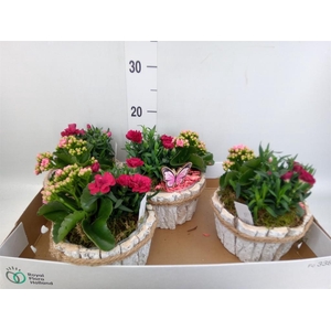 Arr.   Tuinplanten L%