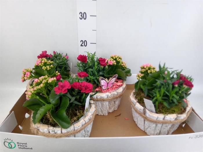 <h4>Arr.   Tuinplanten L%</h4>