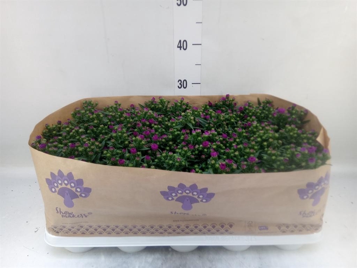 <h4>Aster n-b 'Showmakers Pretty Pink'</h4>
