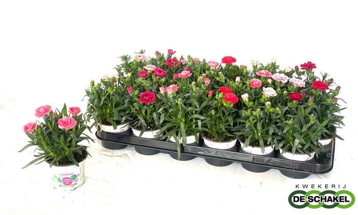 <h4>DIAN GEMENGD</h4>