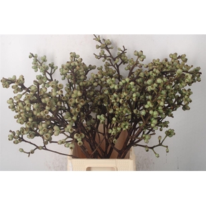 EUCA  FRESH POT CLUSTER*