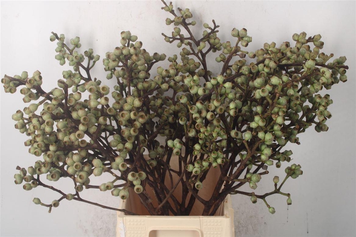 <h4>EUCA  FRESH POT CLUSTER*</h4>