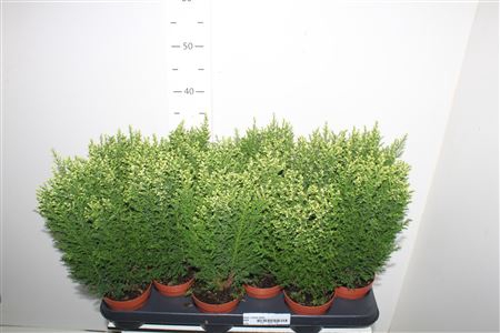 <h4>Cham L Snow White</h4>