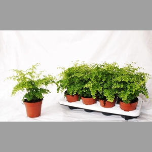 ADIAN RAD FRAGRANS