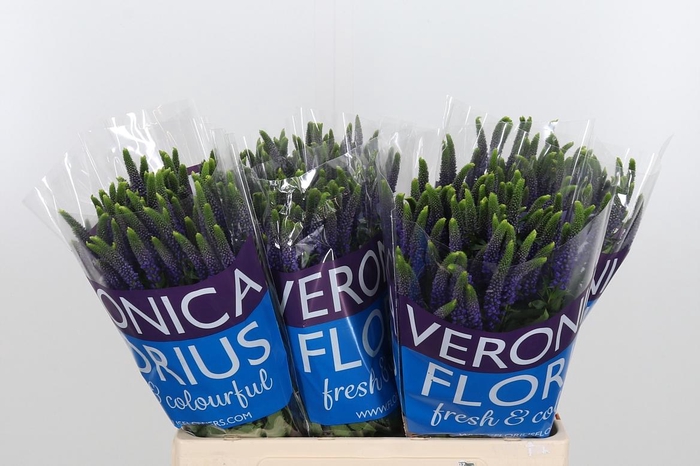 <h4>Veron Smart Diana Spray</h4>