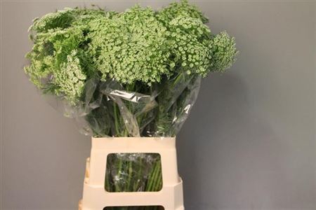 <h4>Ammi Majus Visnaga</h4>