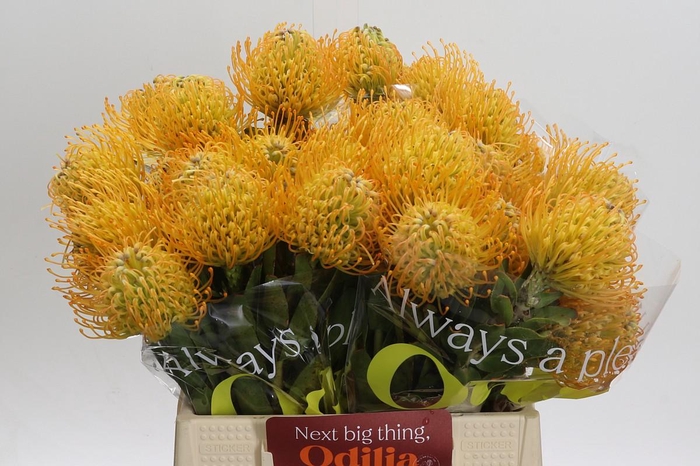 <h4>Nutans Jelena</h4>