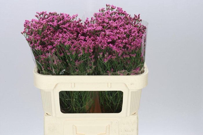 <h4>Lim. Sin Tiffany Diamond</h4>