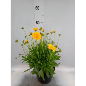 Coreopsis grand. 'Early Sunrise'