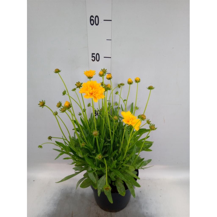 <h4>Coreopsis grand. 'Early Sunrise'</h4>