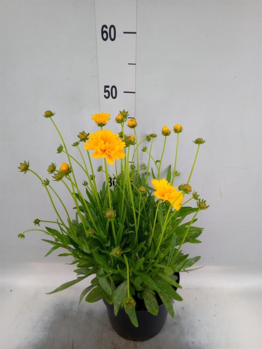 Coreopsis grand. 'Early Sunrise'