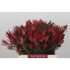 Leucadendron Fireglow Spray