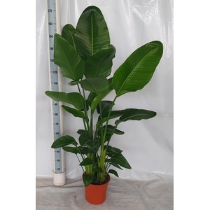 STRELITZIA NICOLAI