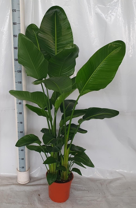 <h4>STRELITZIA NICOLAI</h4>