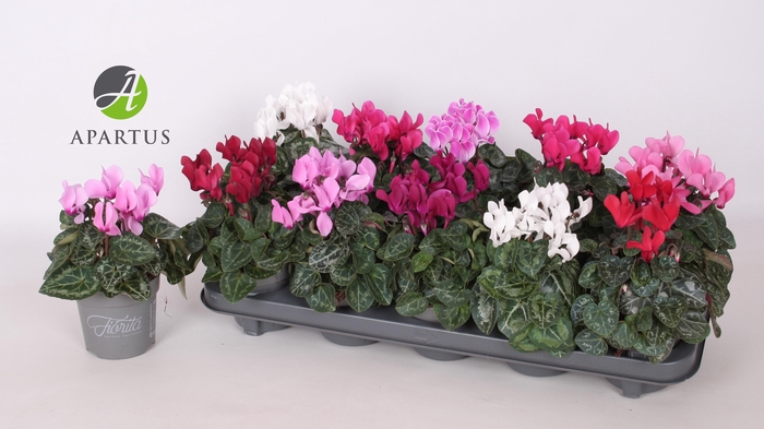 <h4>CYCL KL SUP VERANO</h4>