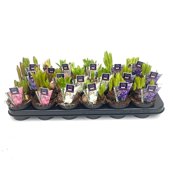 <h4>9 cm 4 kleuren GEMENGD Hyacint Multiflora</h4>