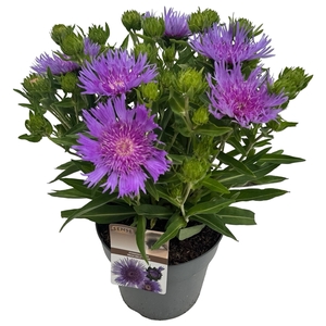 Stokesia laevis 'Mega Mels'® sense