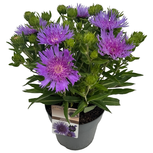 <h4>Stokesia laevis 'Mega Mels'® sense</h4>