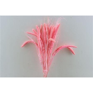 Dried Setaria Italica Pink Bunch