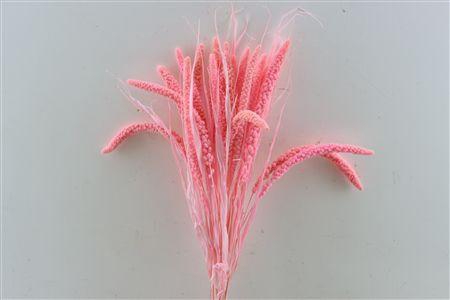 <h4>Dried Setaria Italica Pink Bunch</h4>
