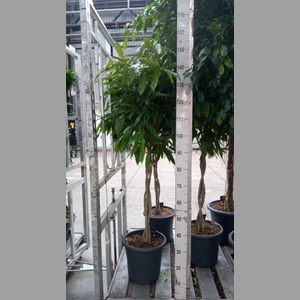Ficus binn. 'Amstel King'