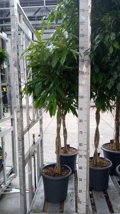 <h4>Ficus binn. 'Amstel King'</h4>