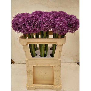 ALLIUM GLOBEMASTER