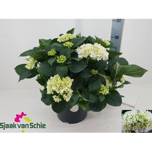 HYDR WHITE P29 15+