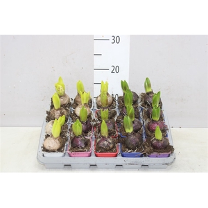 Hyacinthus Gemengd 1pp