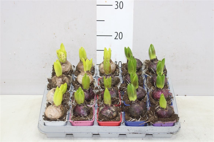 <h4>Hyacinthus Gemengd 1pp</h4>