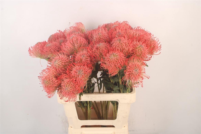 <h4>Leuco Co Ayoba Pink</h4>