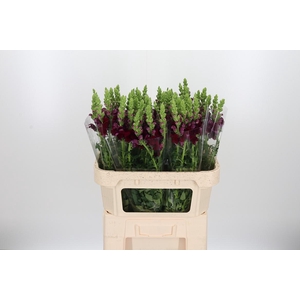 Antirrhinum Po Red