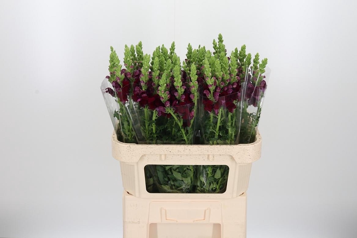 <h4>Antirrhinum Po Red</h4>