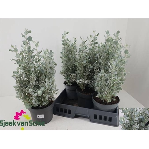 ATRI NU SILVER HOLLY