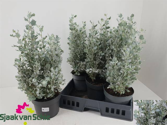 <h4>ATRI NU SILVER HOLLY</h4>