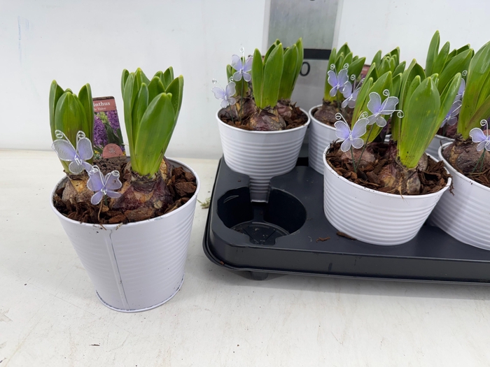 <h4>ARR HYACINTH</h4>