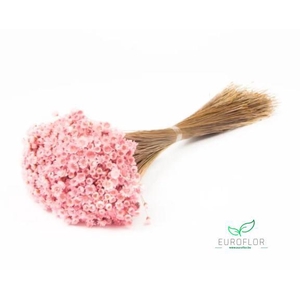 DRIED FLOWERS - GLIXIA LIGHTPINK