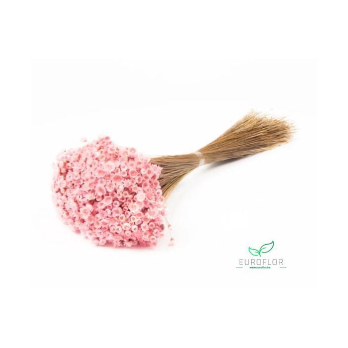 <h4>DRIED FLOWERS - GLIXIA LIGHTPINK</h4>