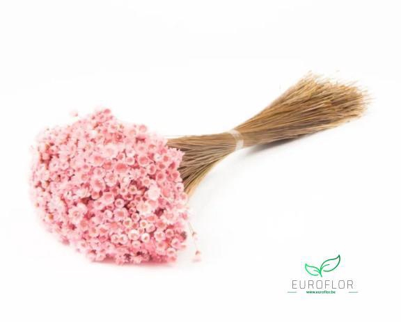 DRIED FLOWERS - GLIXIA LIGHTPINK