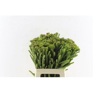 Kaaps Brunia Albiflora Green