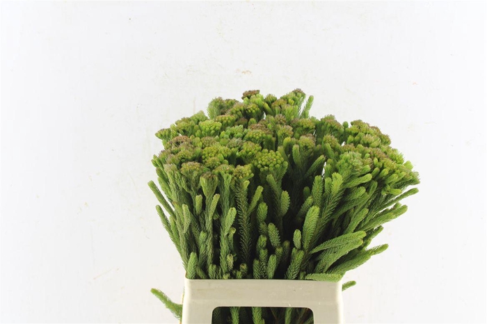 <h4>Kaaps Brunia Albiflora Green</h4>