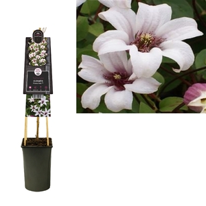 Clematis Princess Kate PBR +3.0 label