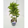 Weigela overig