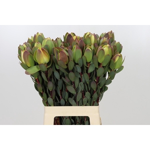 Leucadendron Pom-Pom Green Ball