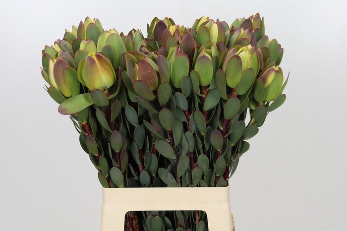 <h4>Leucadendron Pom-Pom Green Ball</h4>