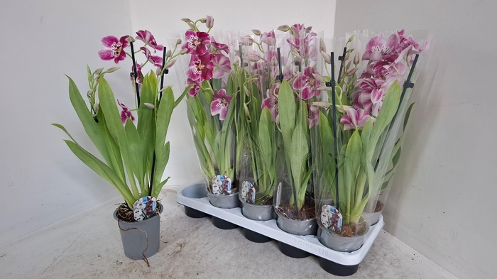 <h4>MILTONIOPSIS OV</h4>